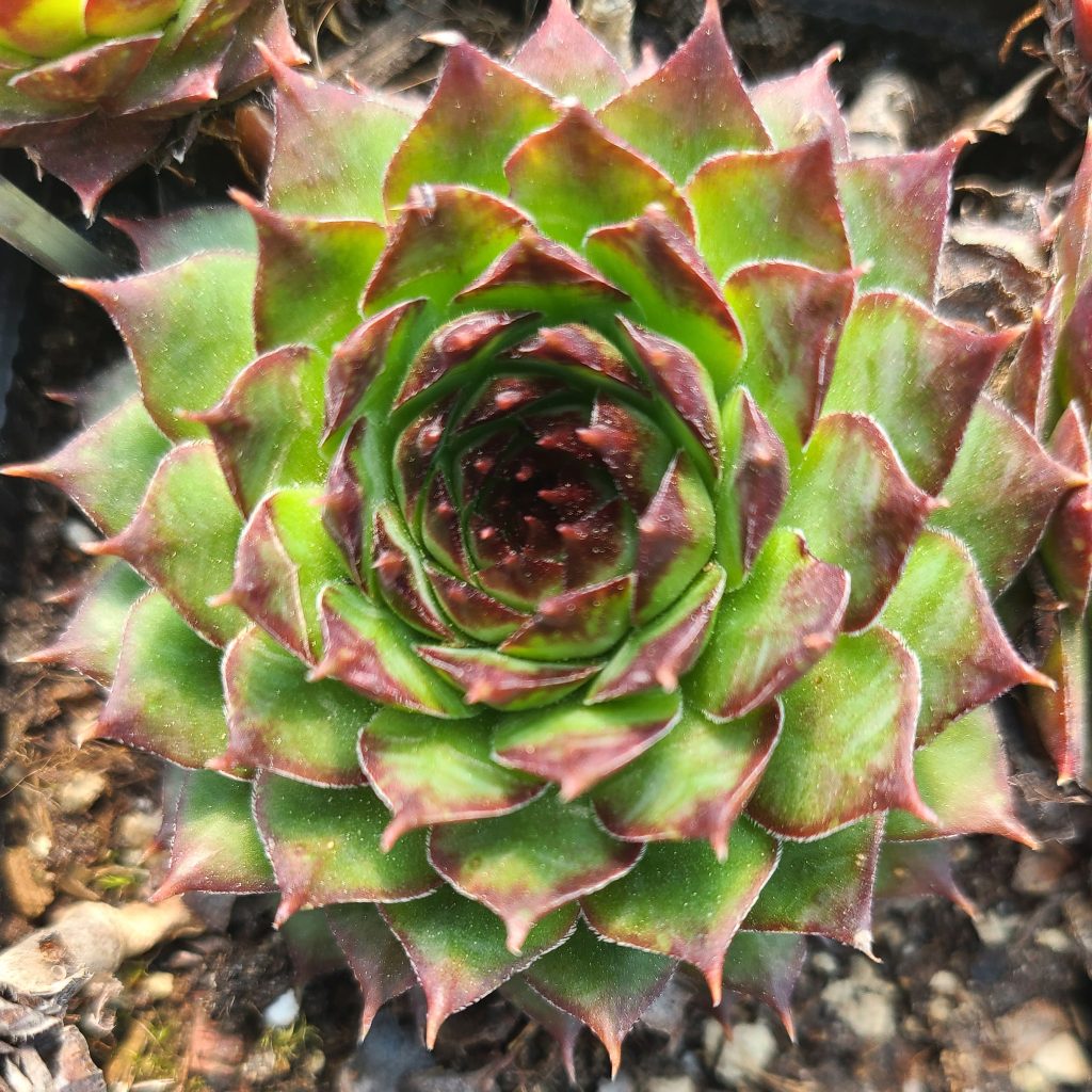 Sempervivum 'Tommella'