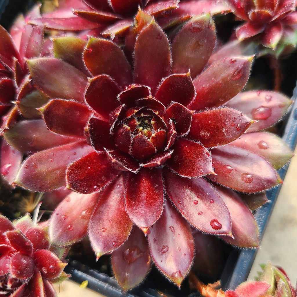 Sempervivum 'Tordeur's Memory'