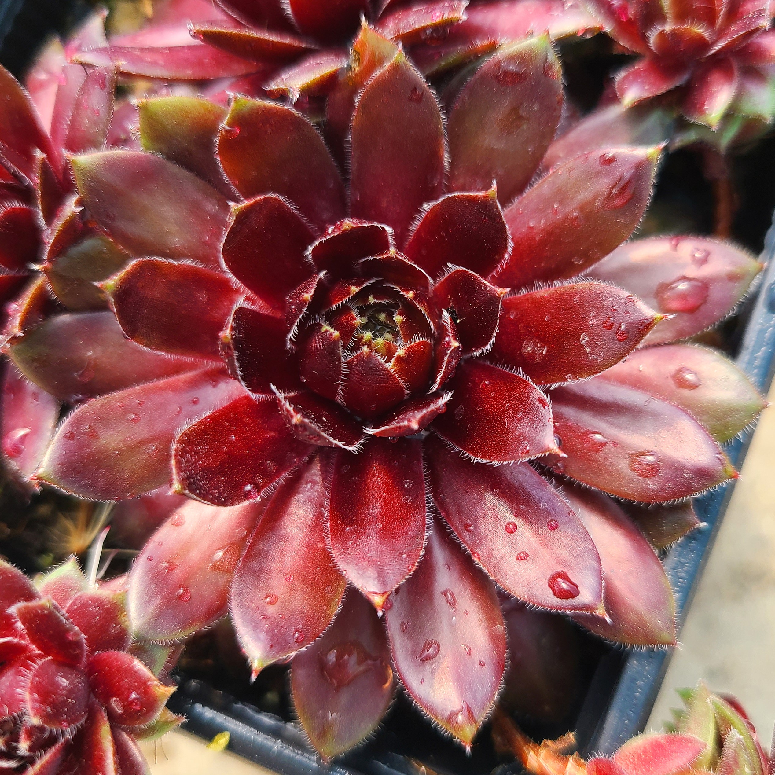 Sempervivum 'Tordeur's Memory'