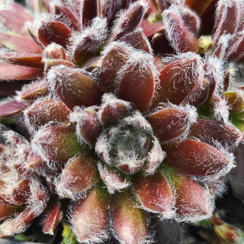 Sempervivum 'Viola'