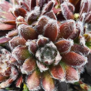 Sempervivum 'Viola'