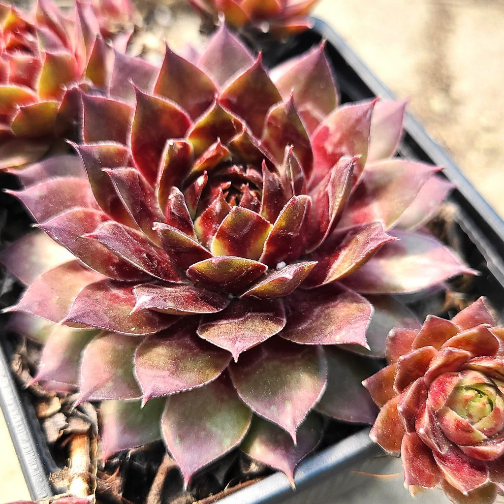 Sempervivum 'Westerlin'