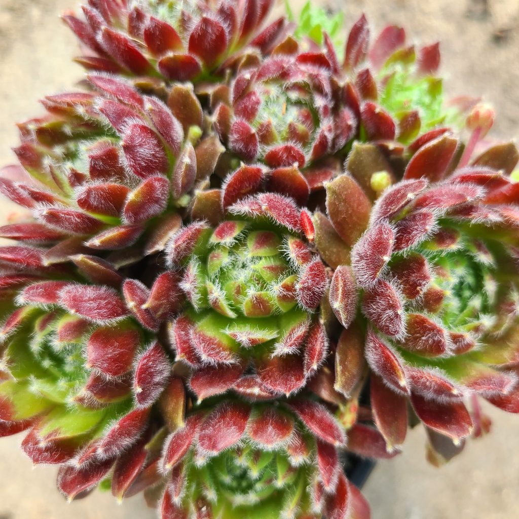 Sempervivum x funckii