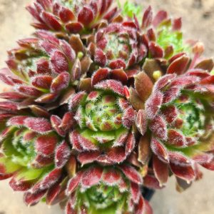 Sempervivum x funckii