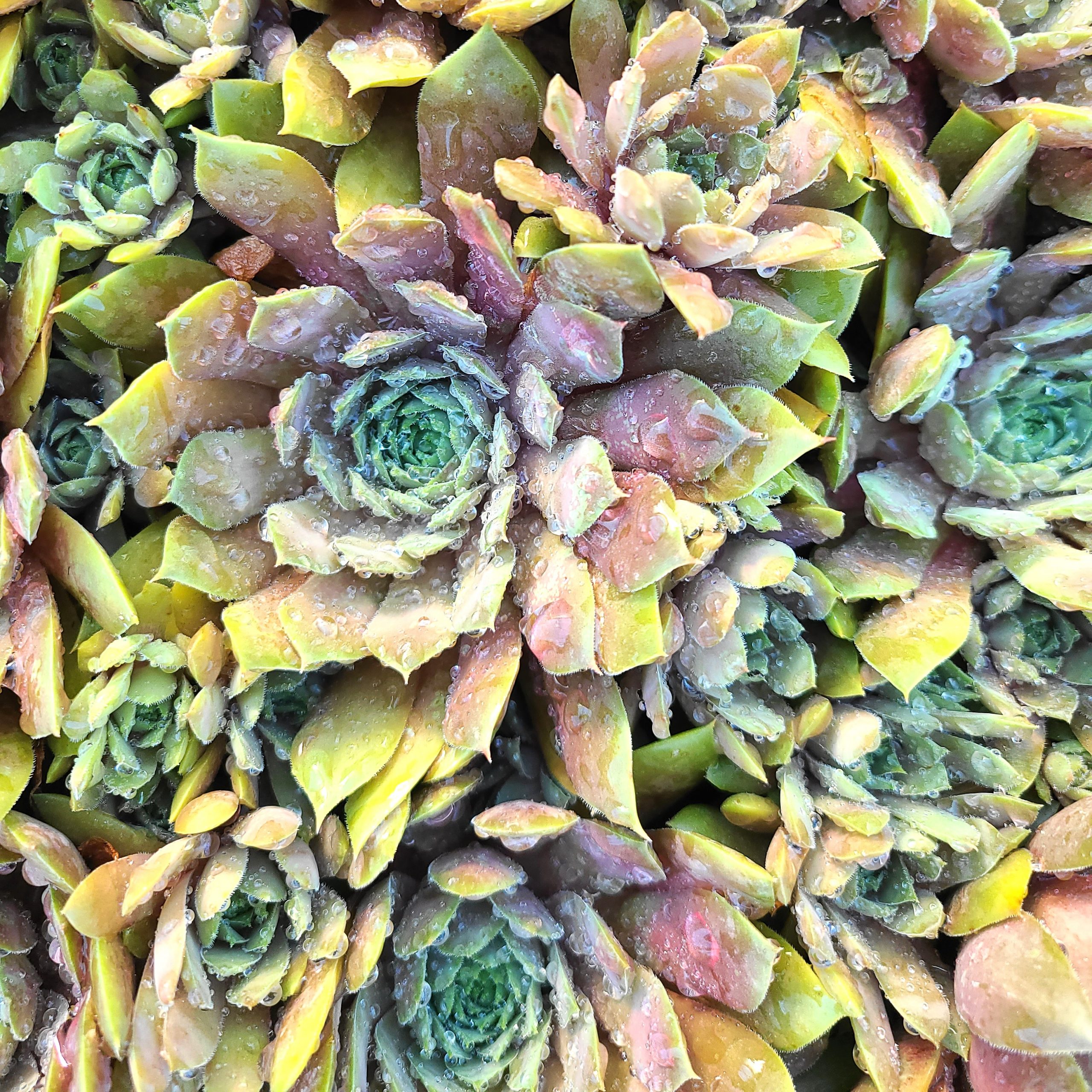 Sempervivum 'Akhenaten' – Image 2