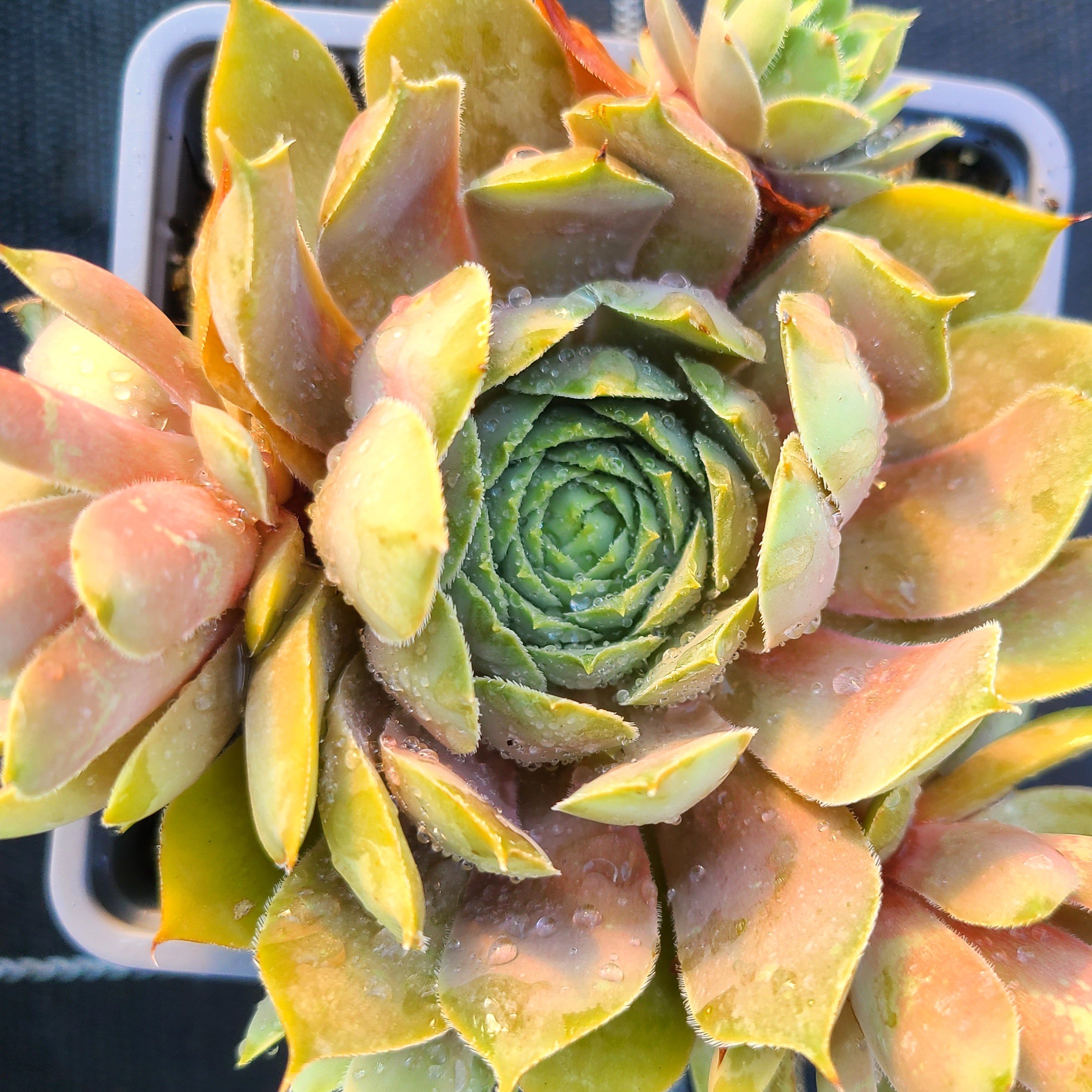 Sempervivum 'Amethist' – Image 2
