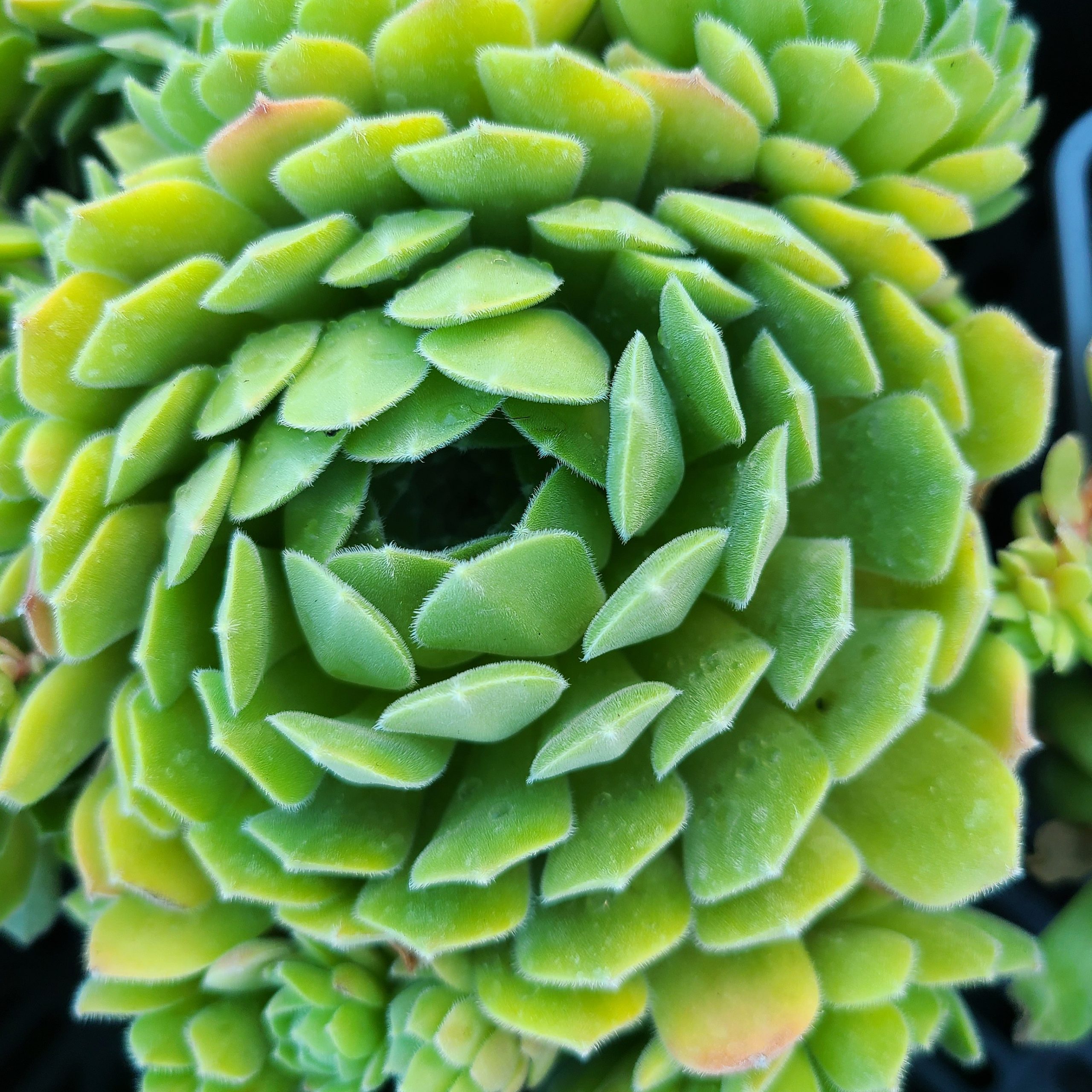 Sempervivum 'Apple Blosom' – Image 2