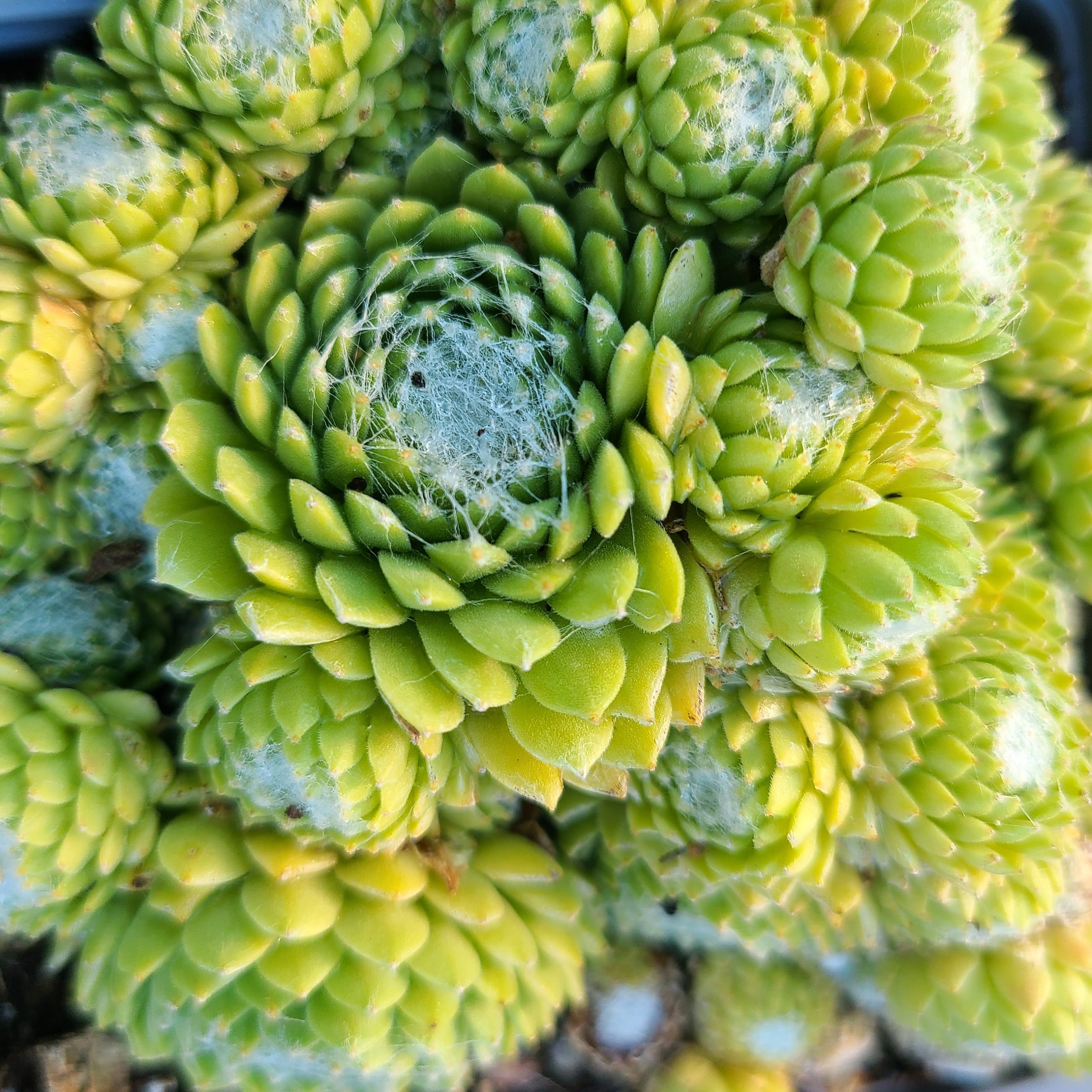 Sempervivum arachnoideum coll. De Slamat – Image 2