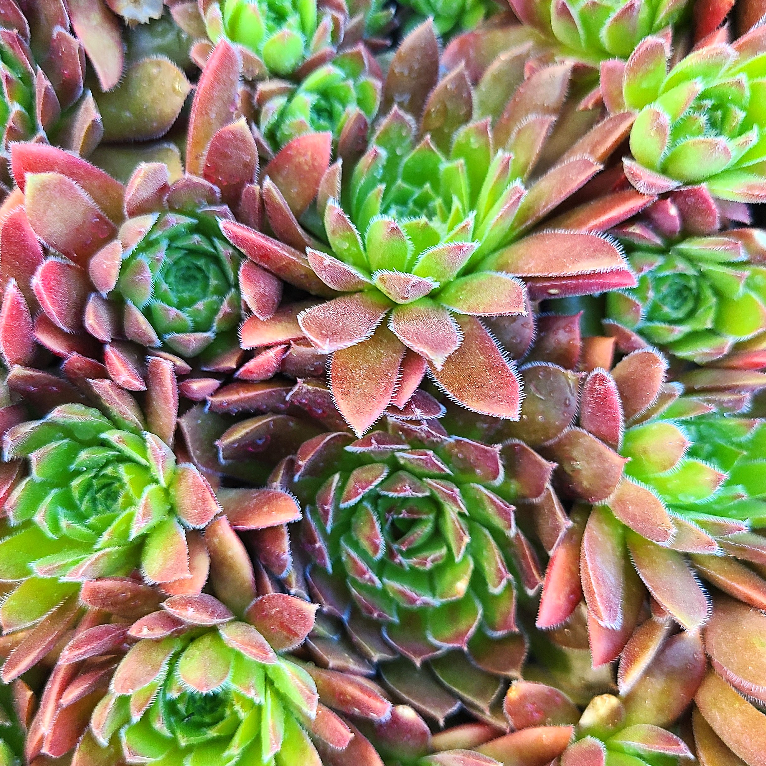 Sempervivum 'Belladonna' 2 – Image 2