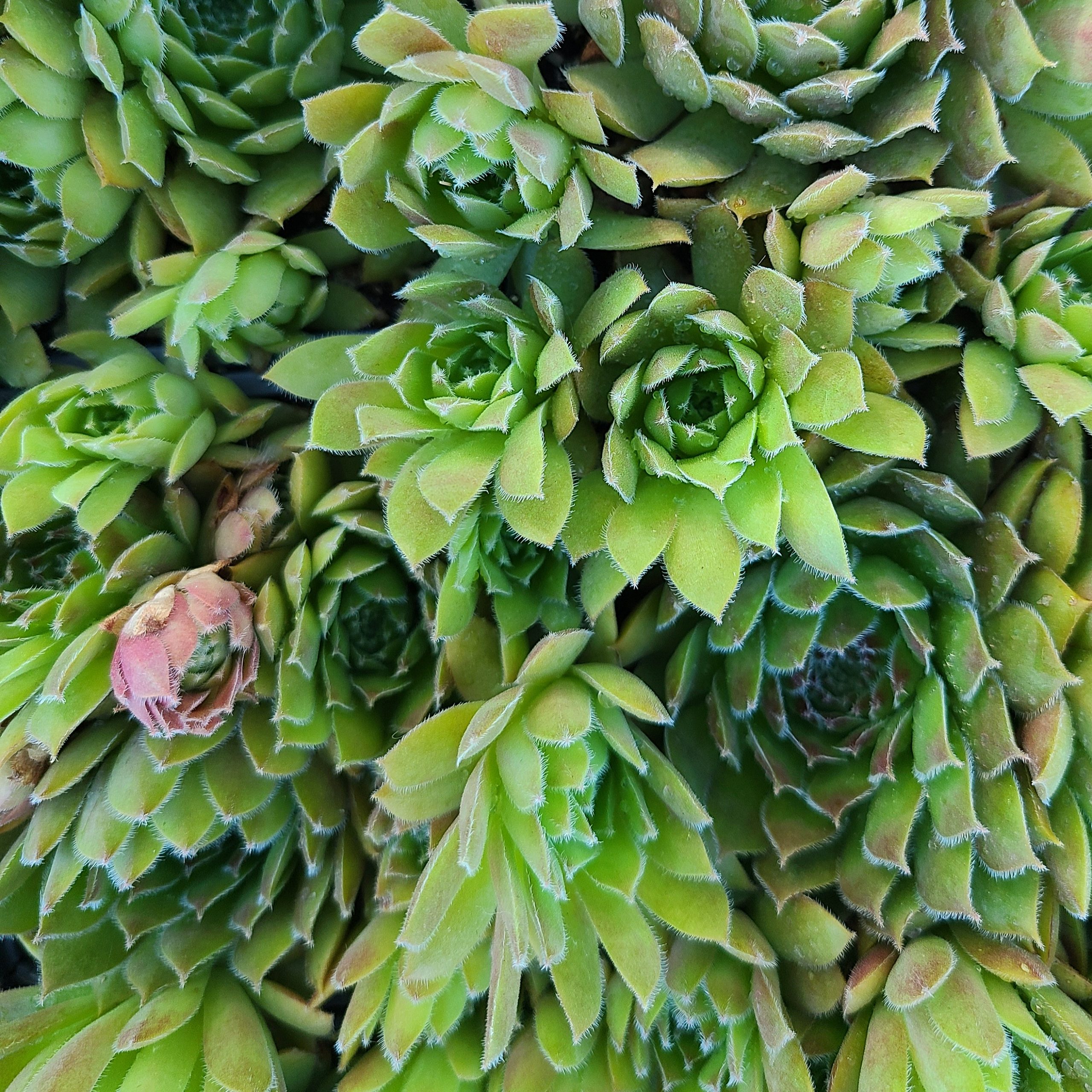 Sempervivum 'Belladonna' 2 – Image 3