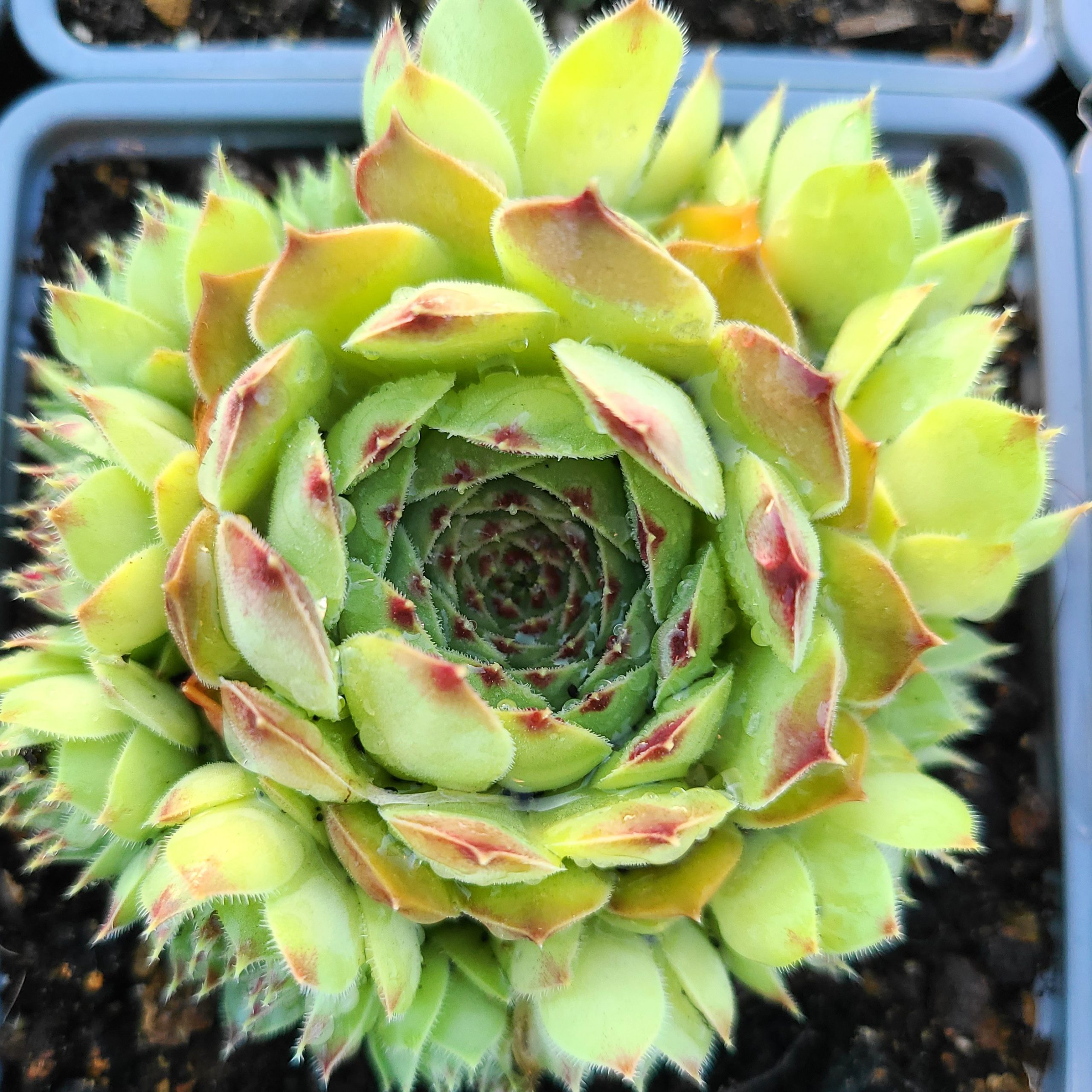 Sempervivum calcareum