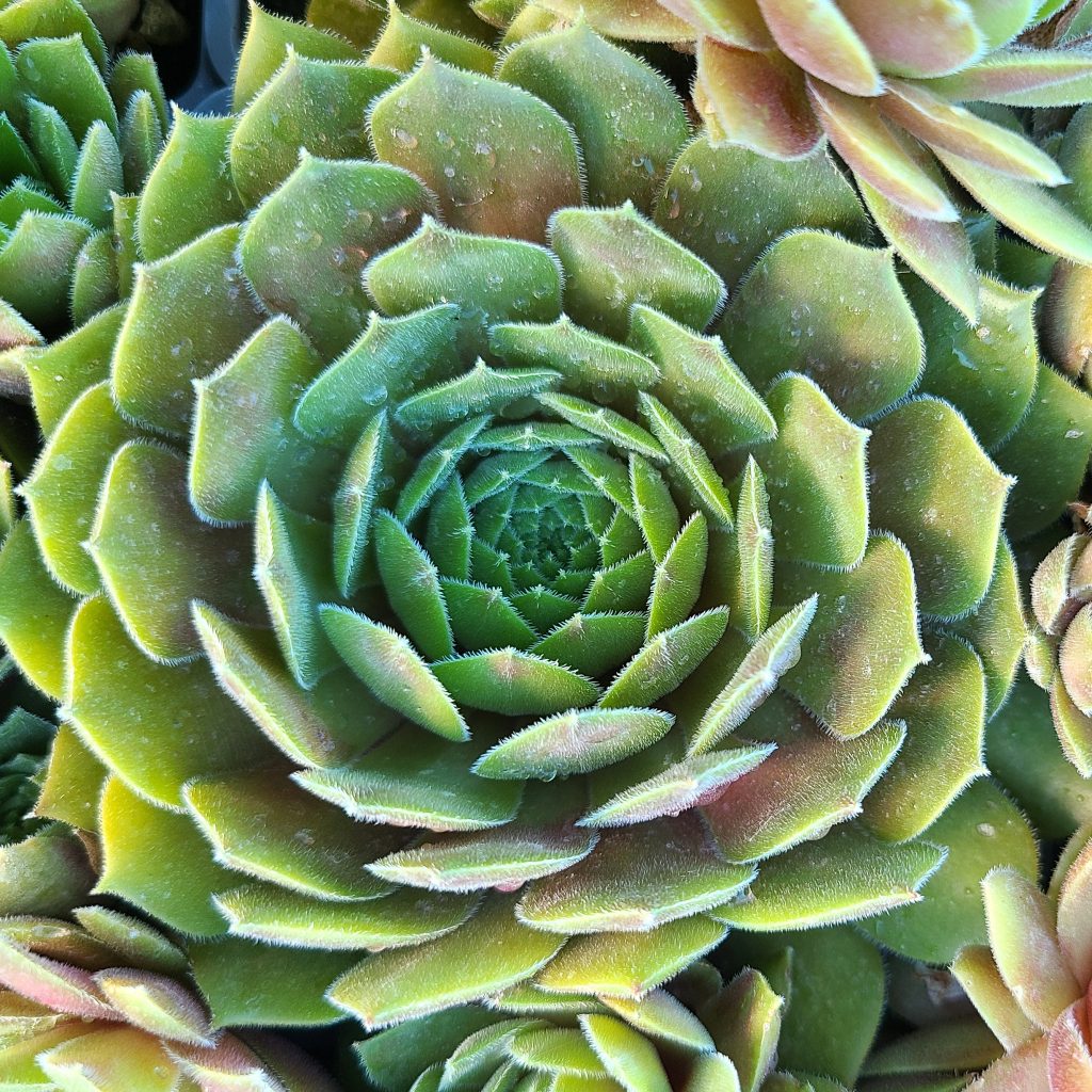 Sempervivum 'Cleveland Morgan'