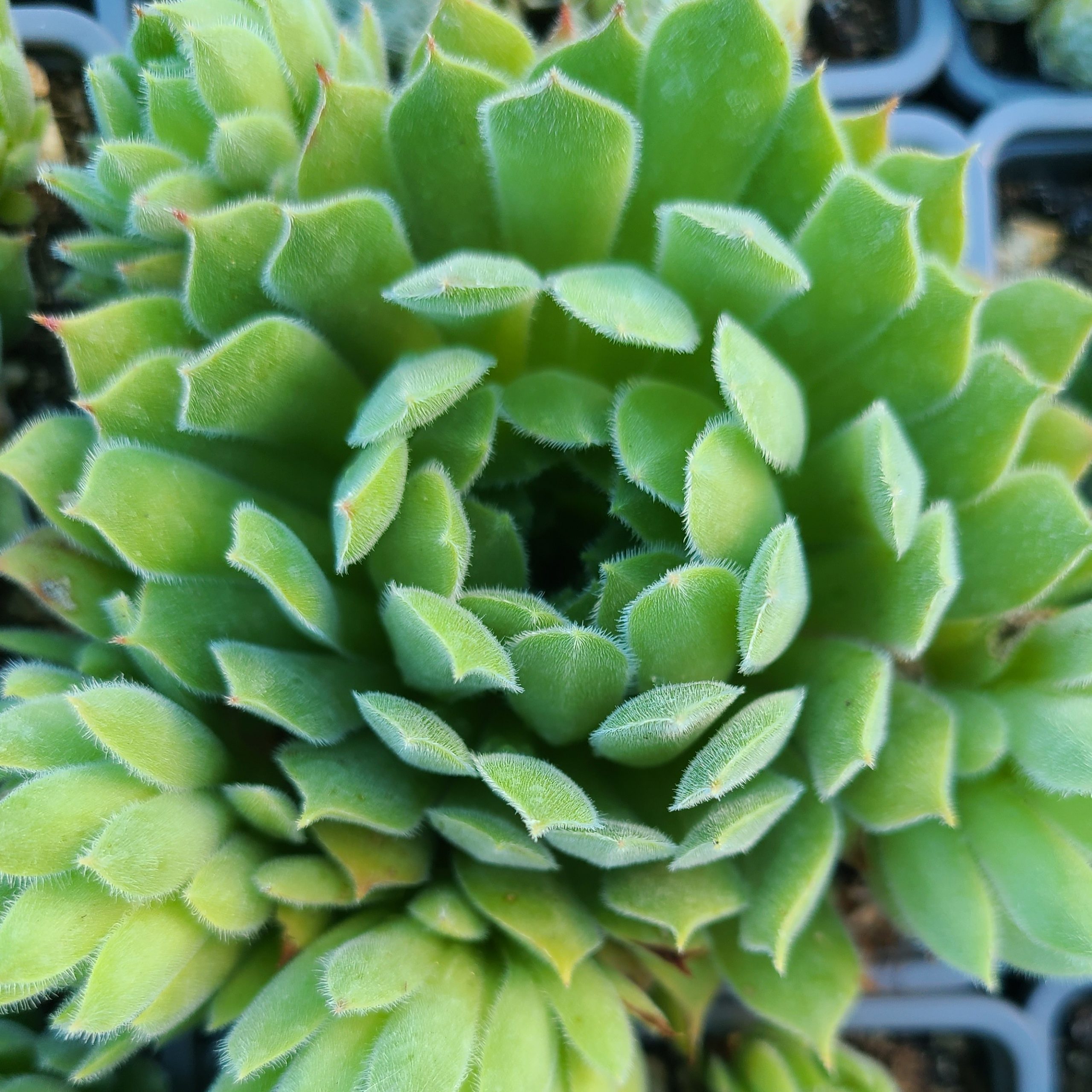 Sempervivum 'Corsair' – Image 2