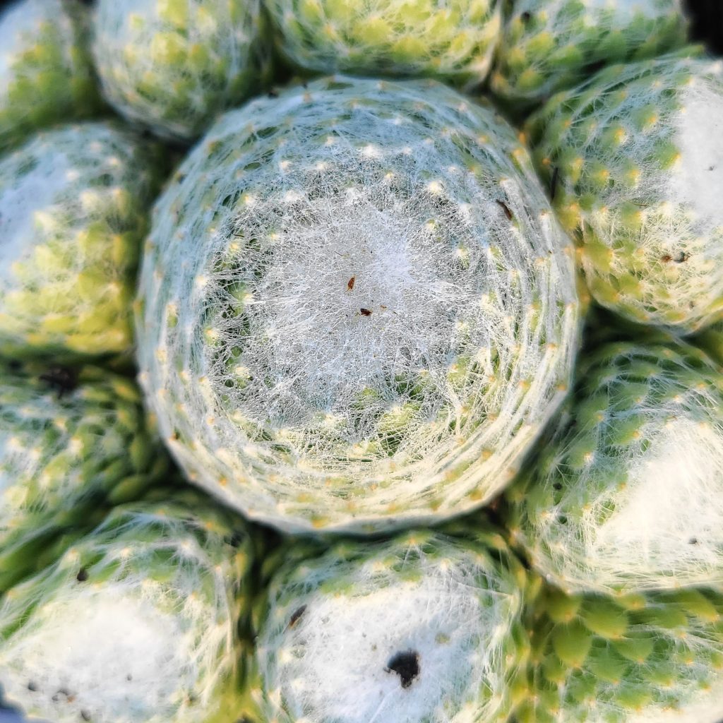 Sempervivum 'Emily'