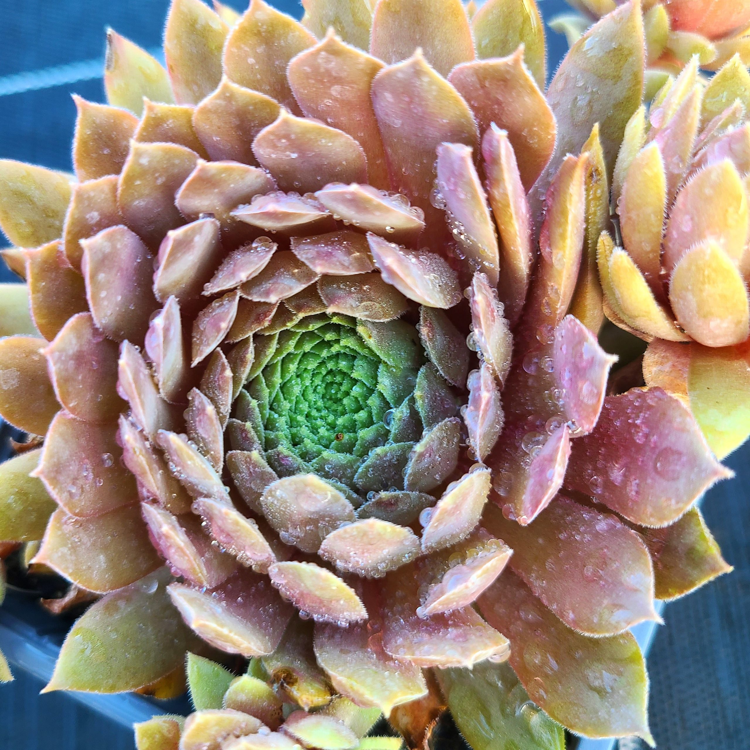 Sempervivum 'Faramir' – Image 2