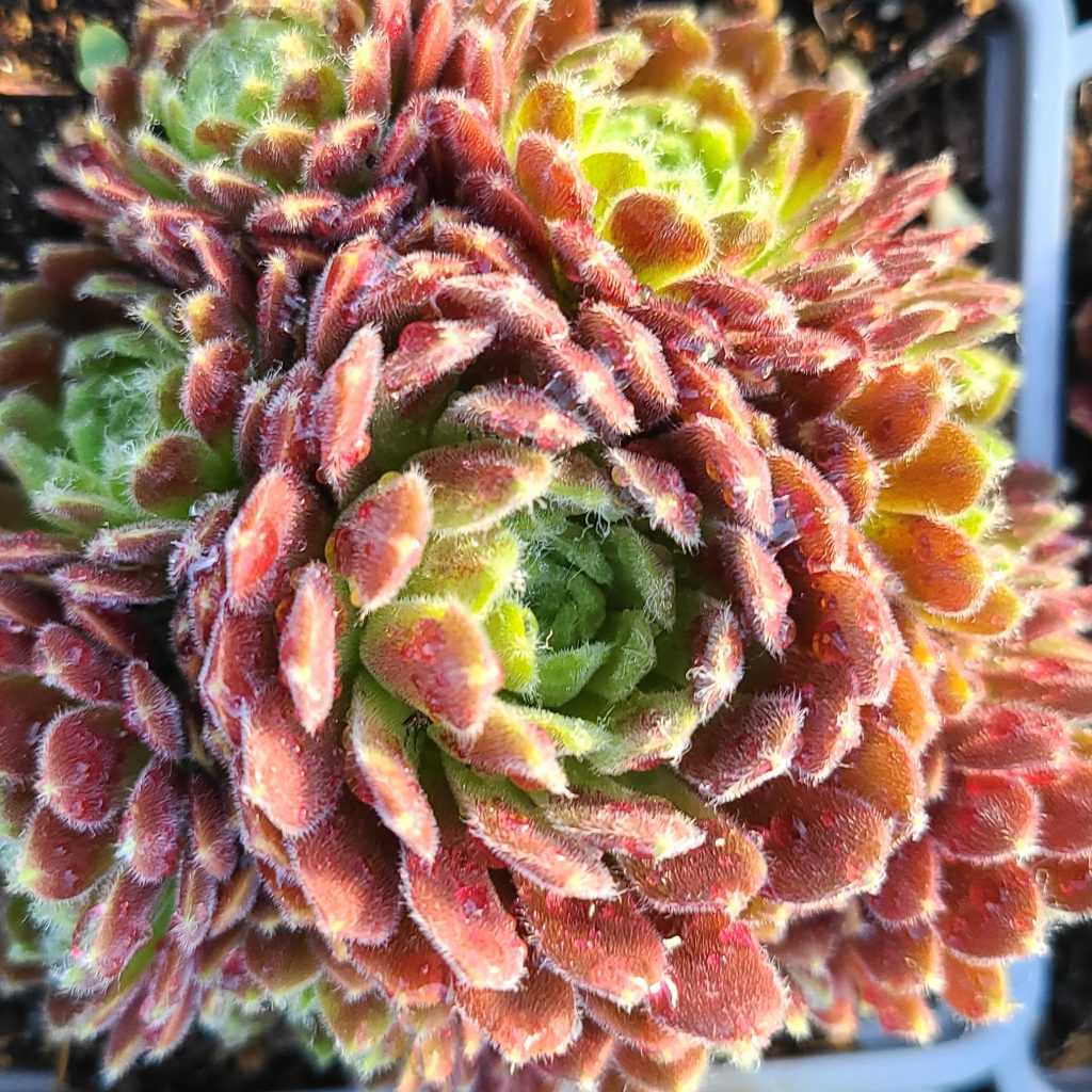 Sempervivum 'Feuerrad'