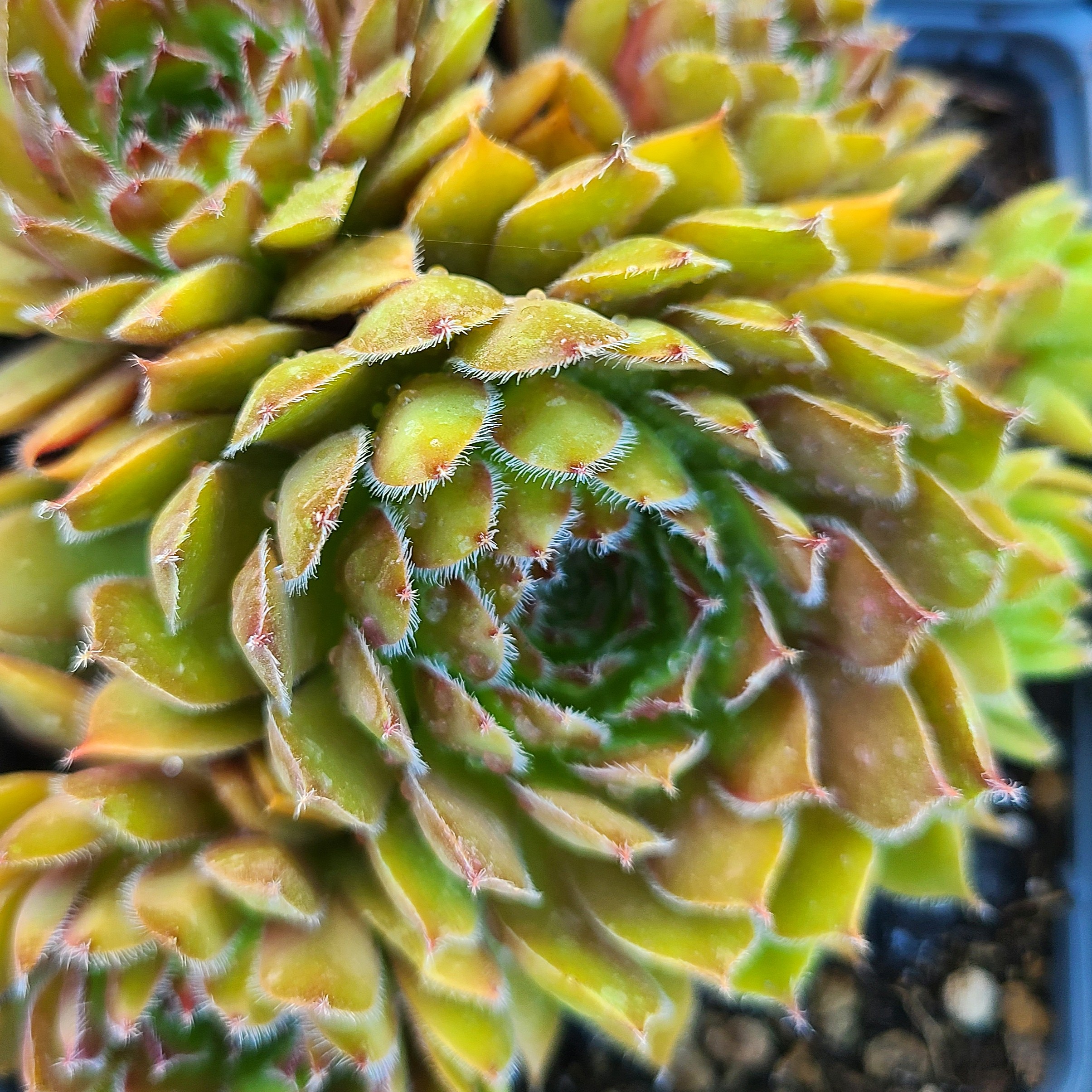 Sempervivum 'For You'