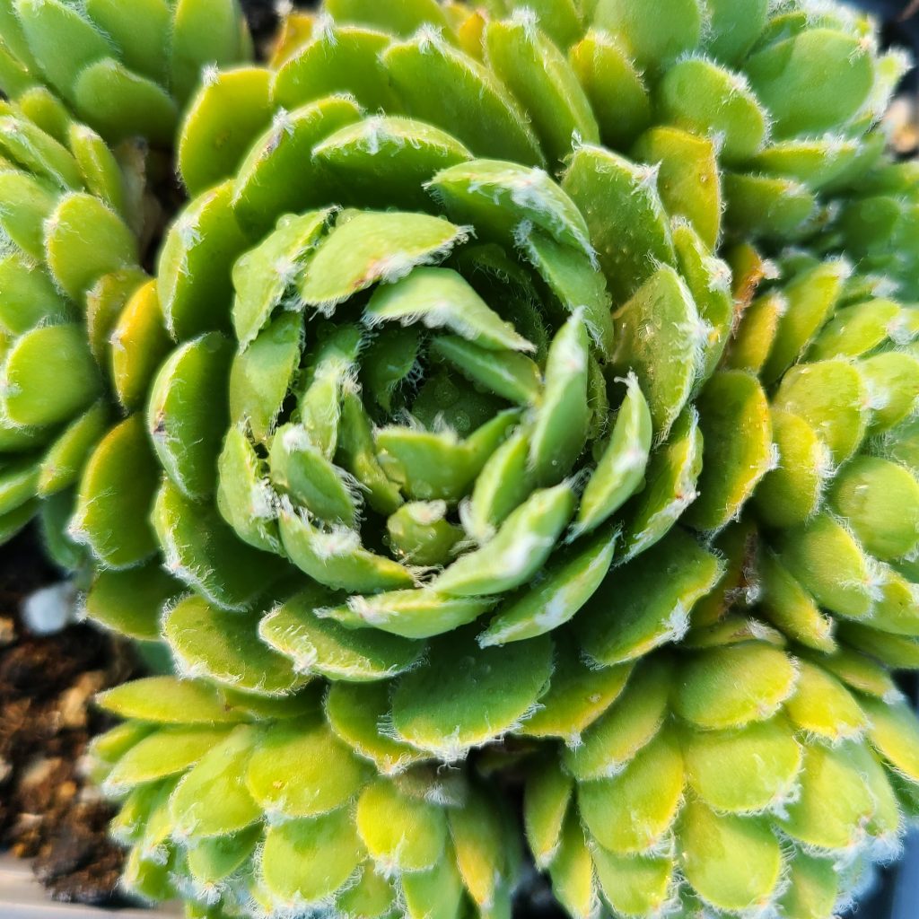 Sempervivum 'Gamma'