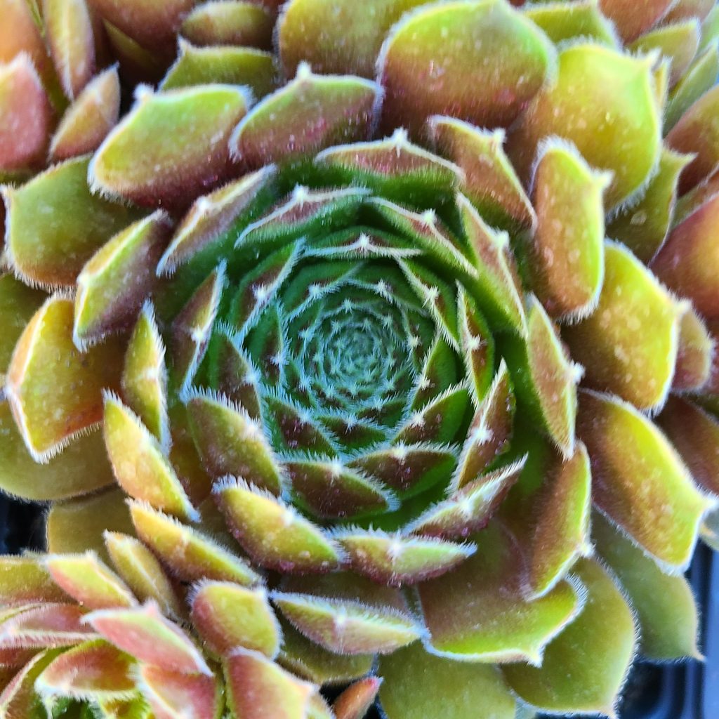 Sempervivum 'Granada'