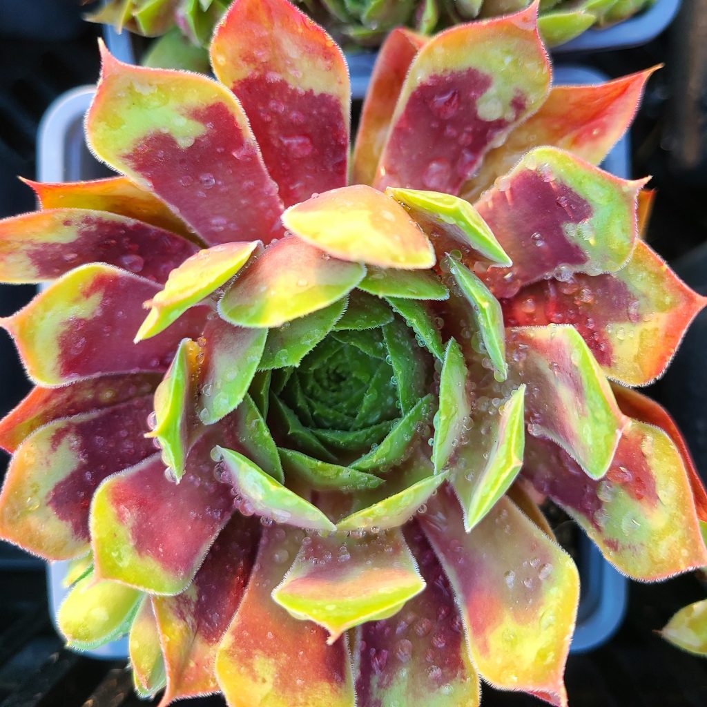 Sempervivum 'Hayling'