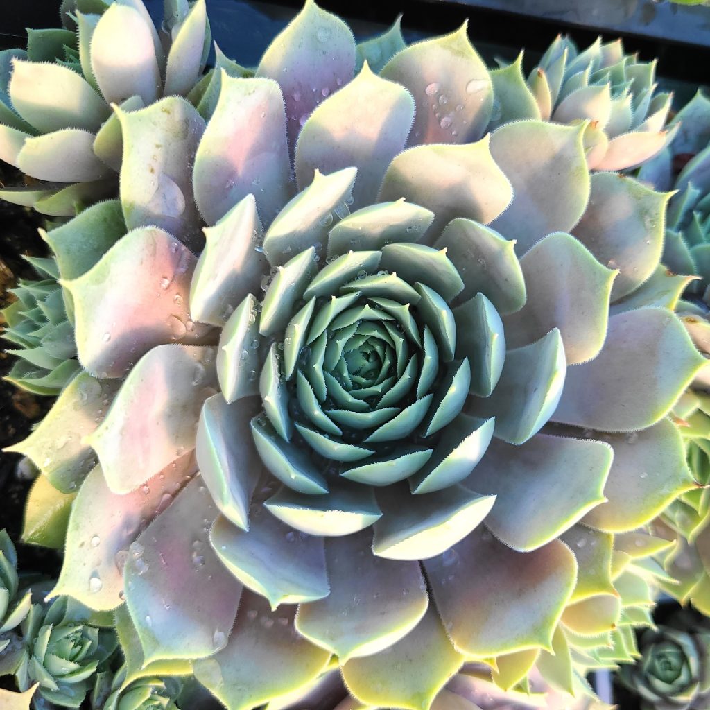 Sempervivum 'Lilac Time'
