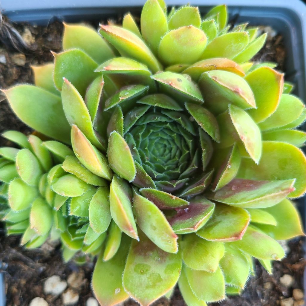 Sempervivum 'May Red'