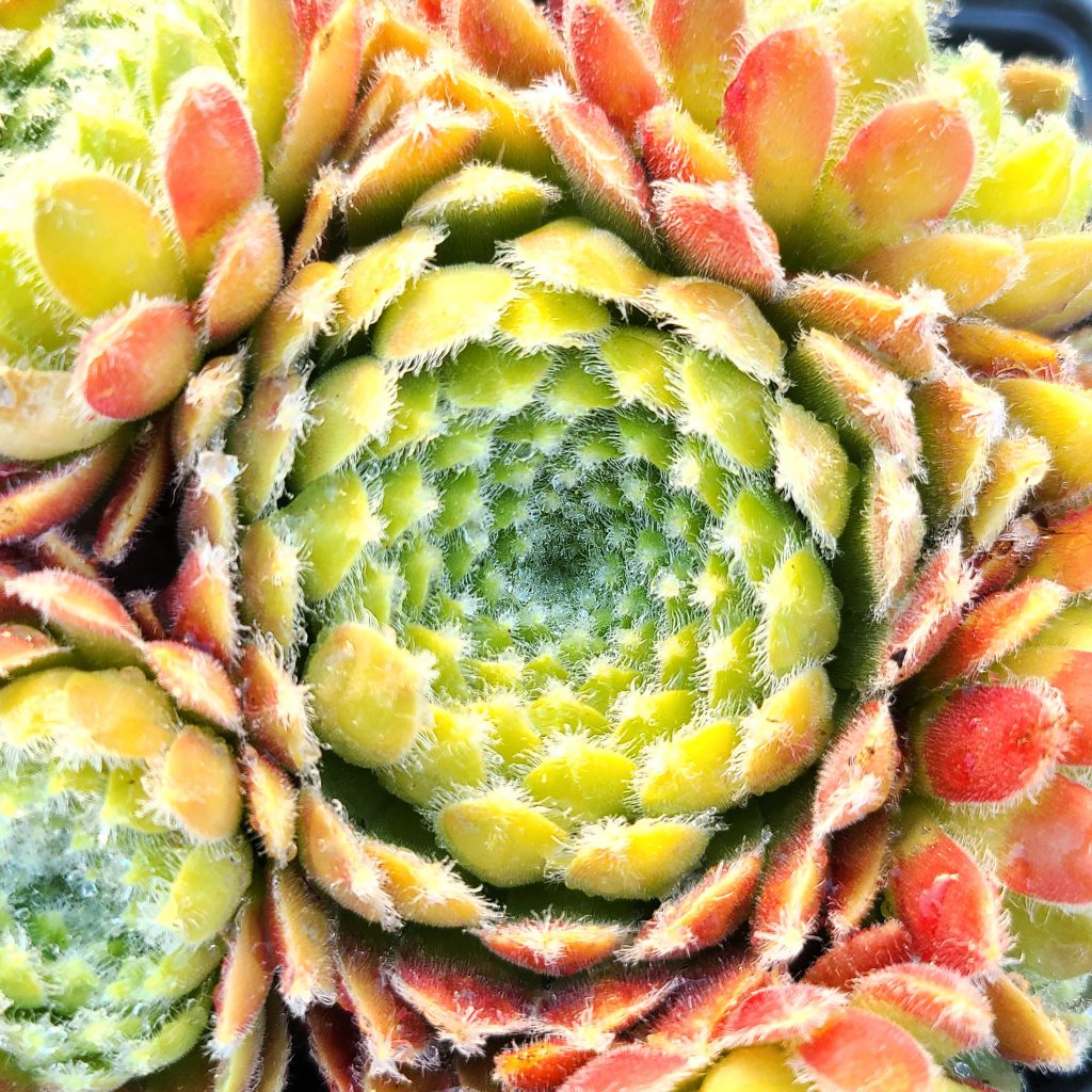 Sempervivum 'Moekerk's Merit'