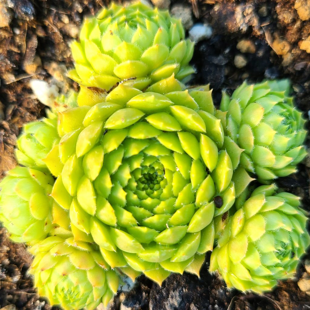 Sempervivum nevadense coll. El Chullo