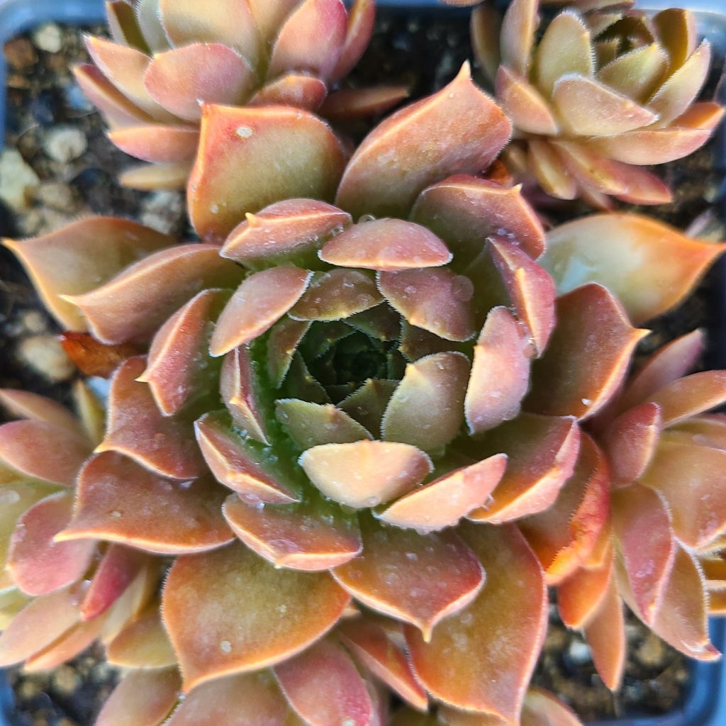 Sempervivum 'Pacific Devils Food'