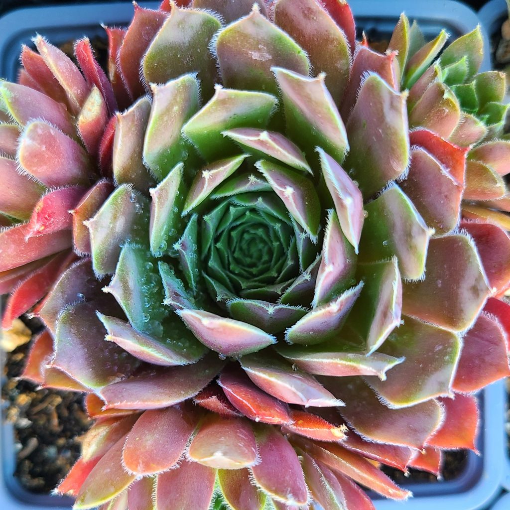 Sempervivum 'Pilatus'