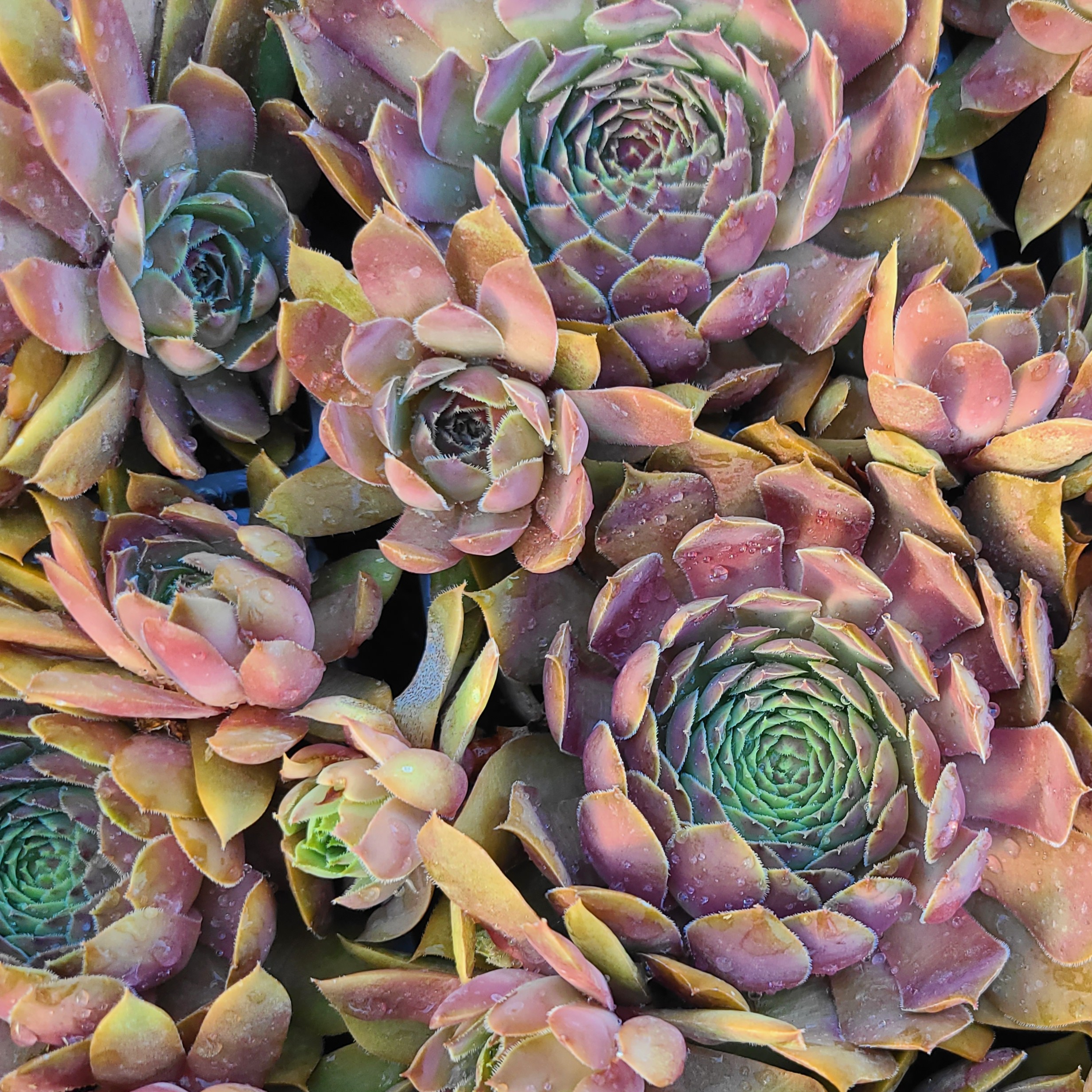 Sempervivum 'Purpurriese' – Image 2