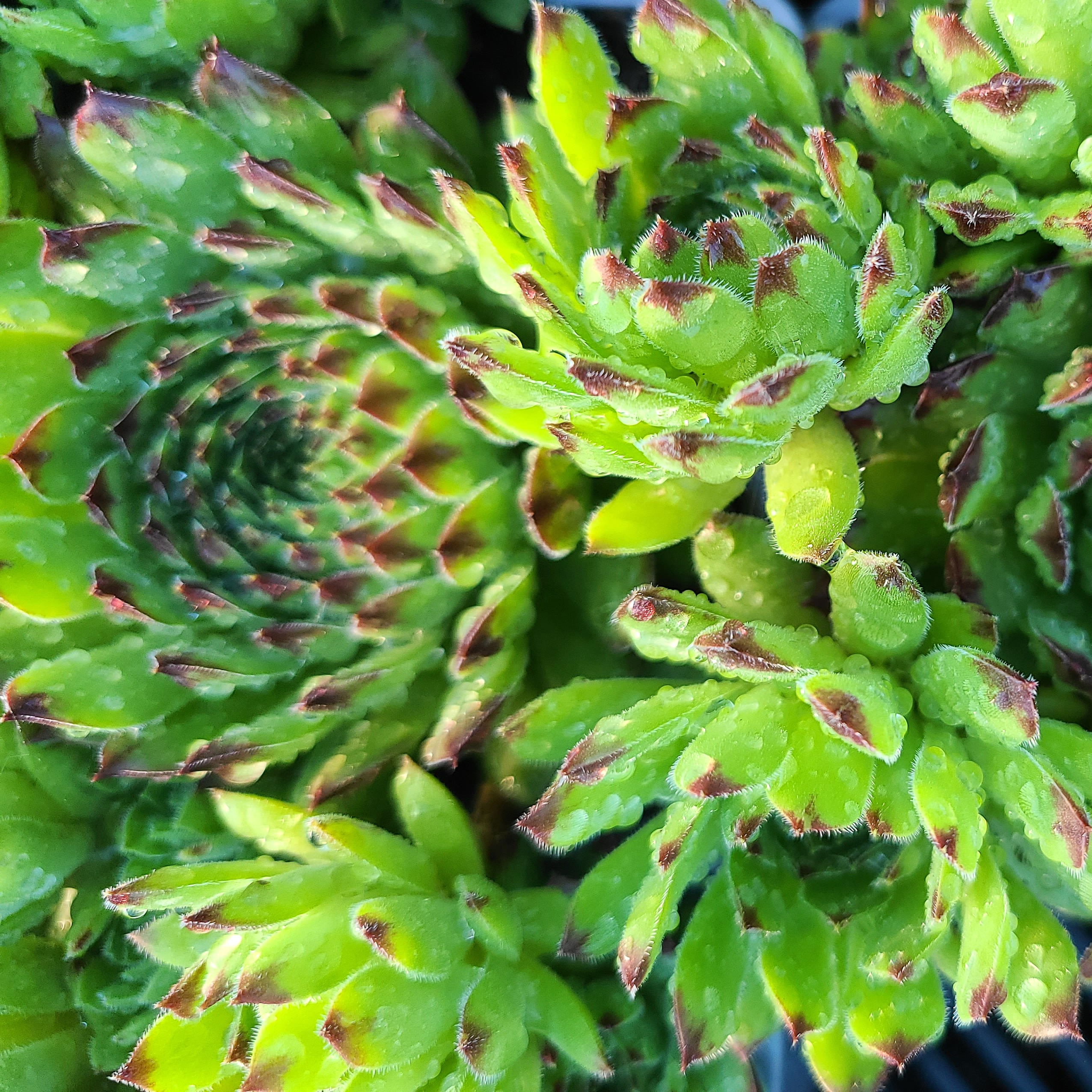 Sempervivum 'Reinhardt' – Image 2