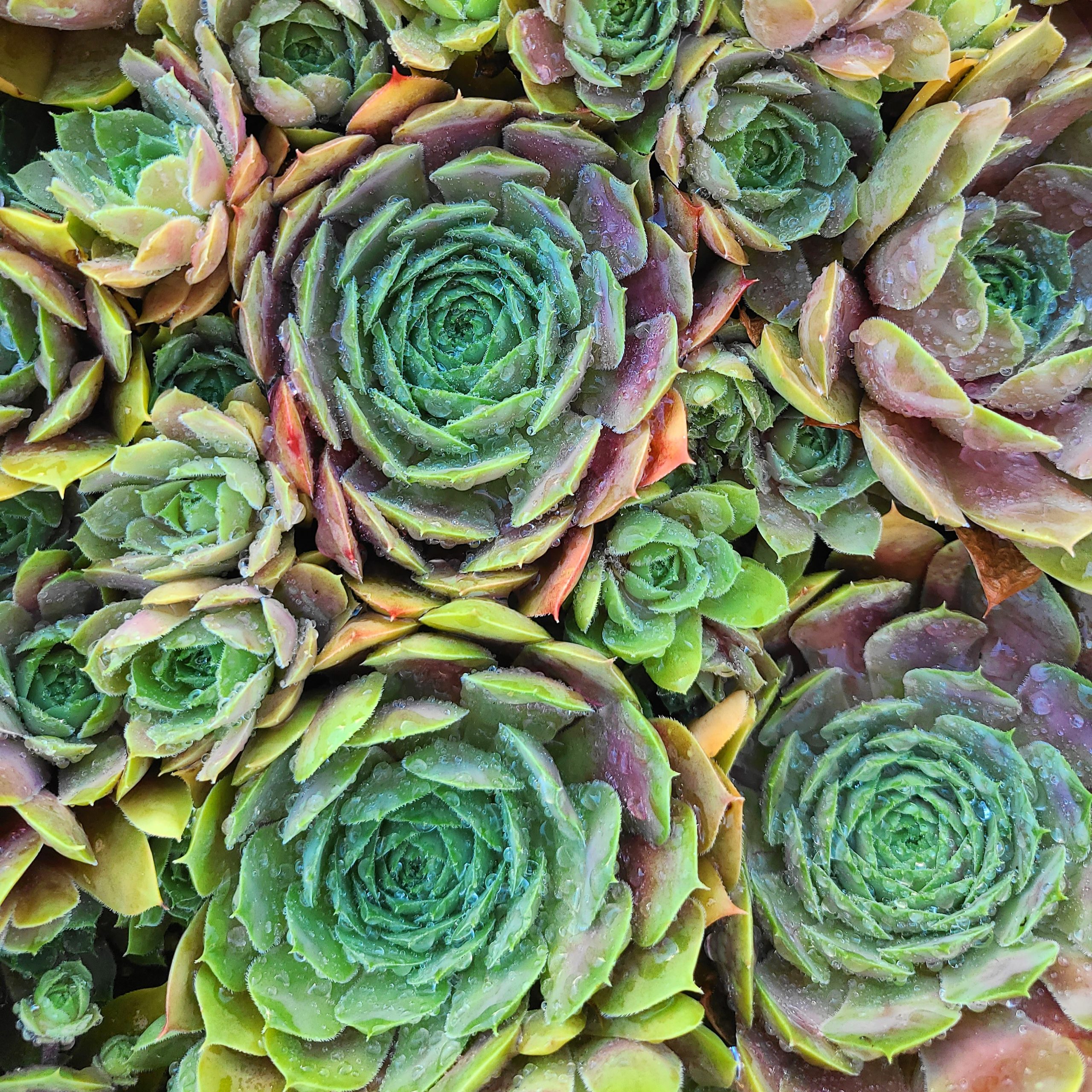 Sempervivum 'Rotmantel' – Image 2