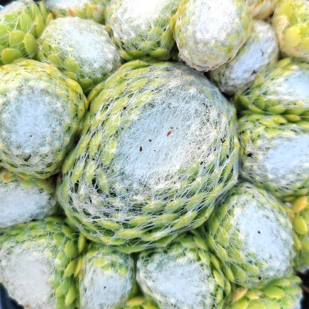 Sempervivum 'Shampoo'
