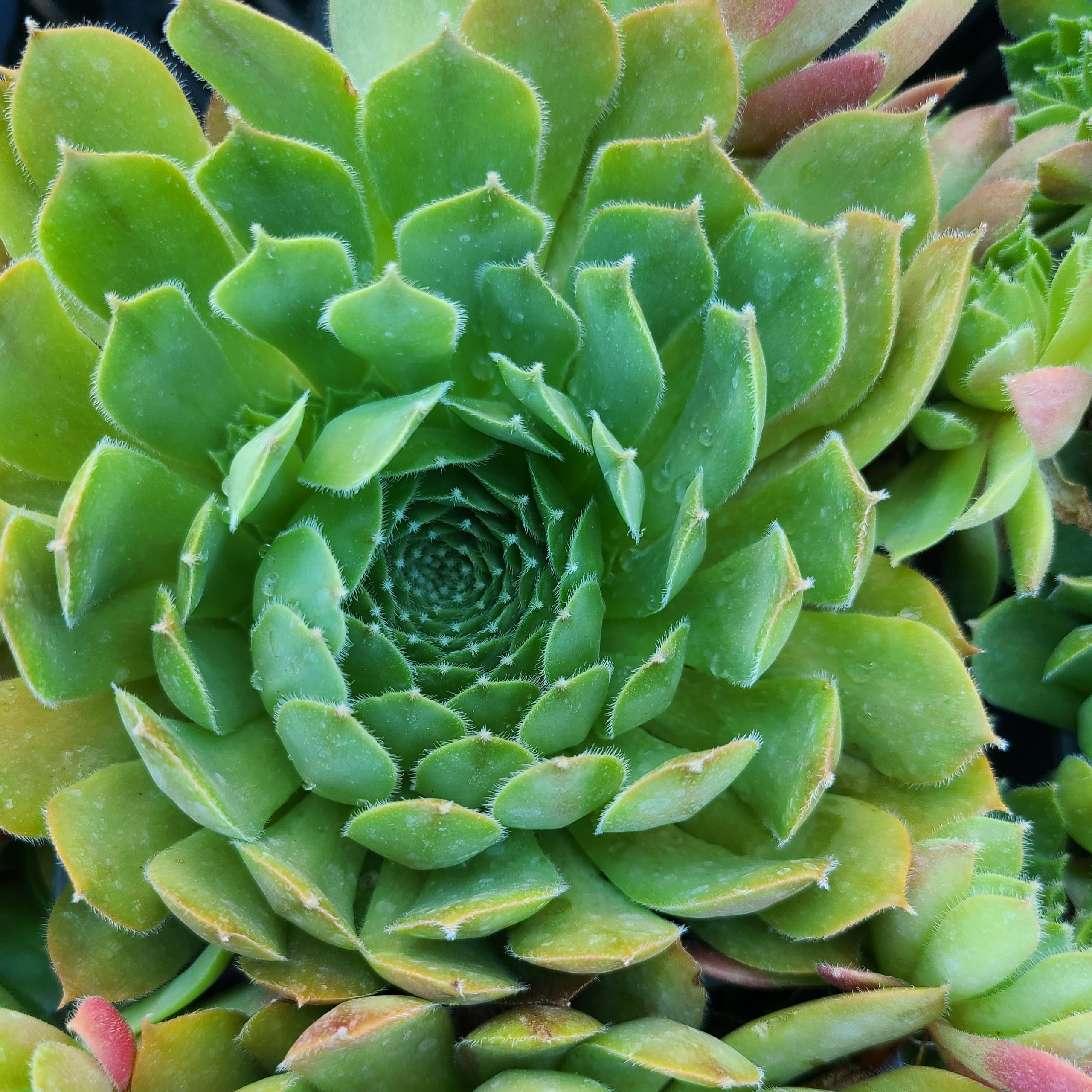 Sempervivum 'Sioux' – Image 2