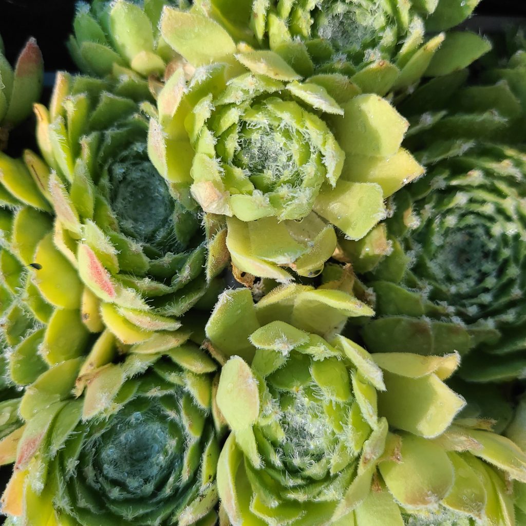 Sempervivum 'Skrocki's Beauty'