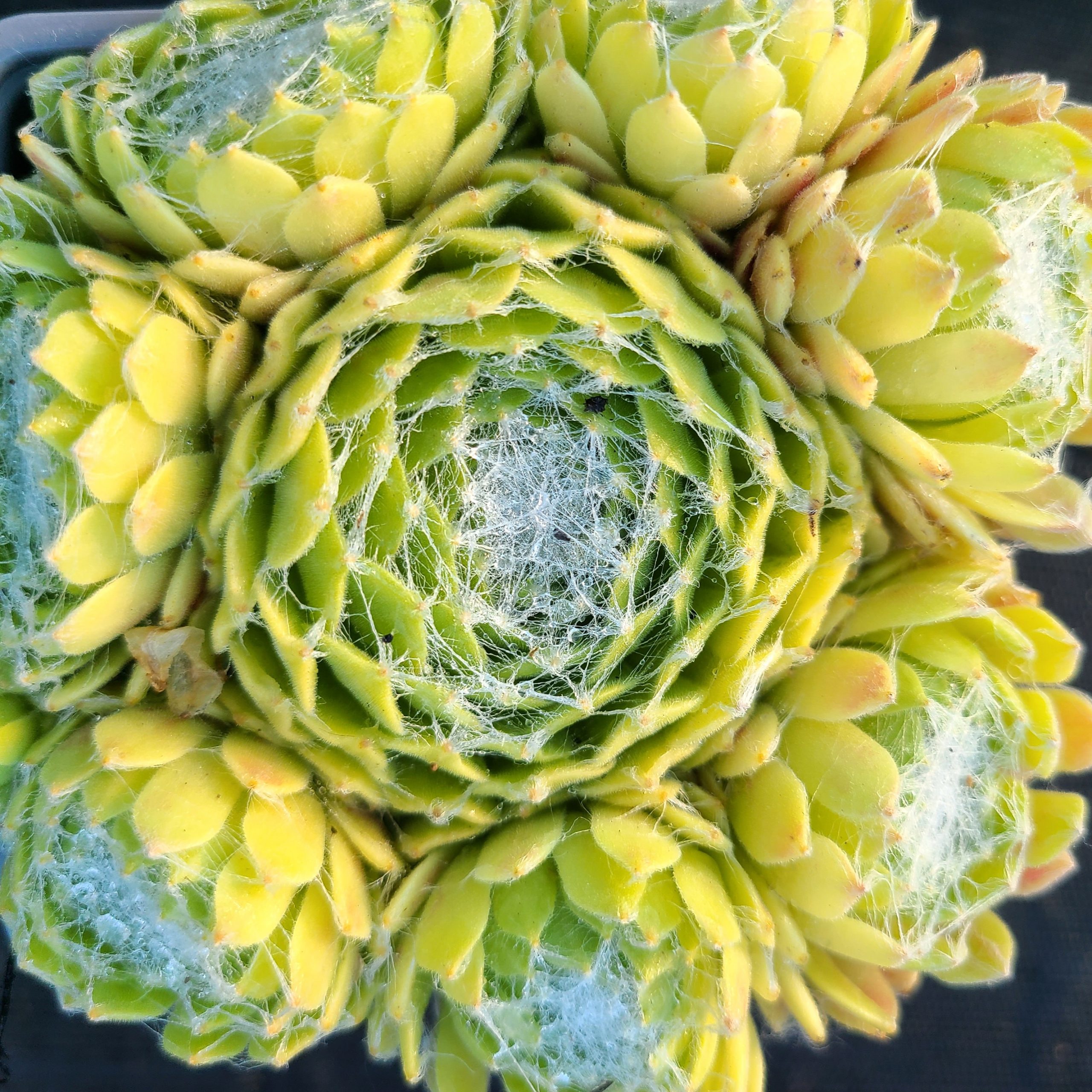 Sempervivum 'Super Dome' – Image 2