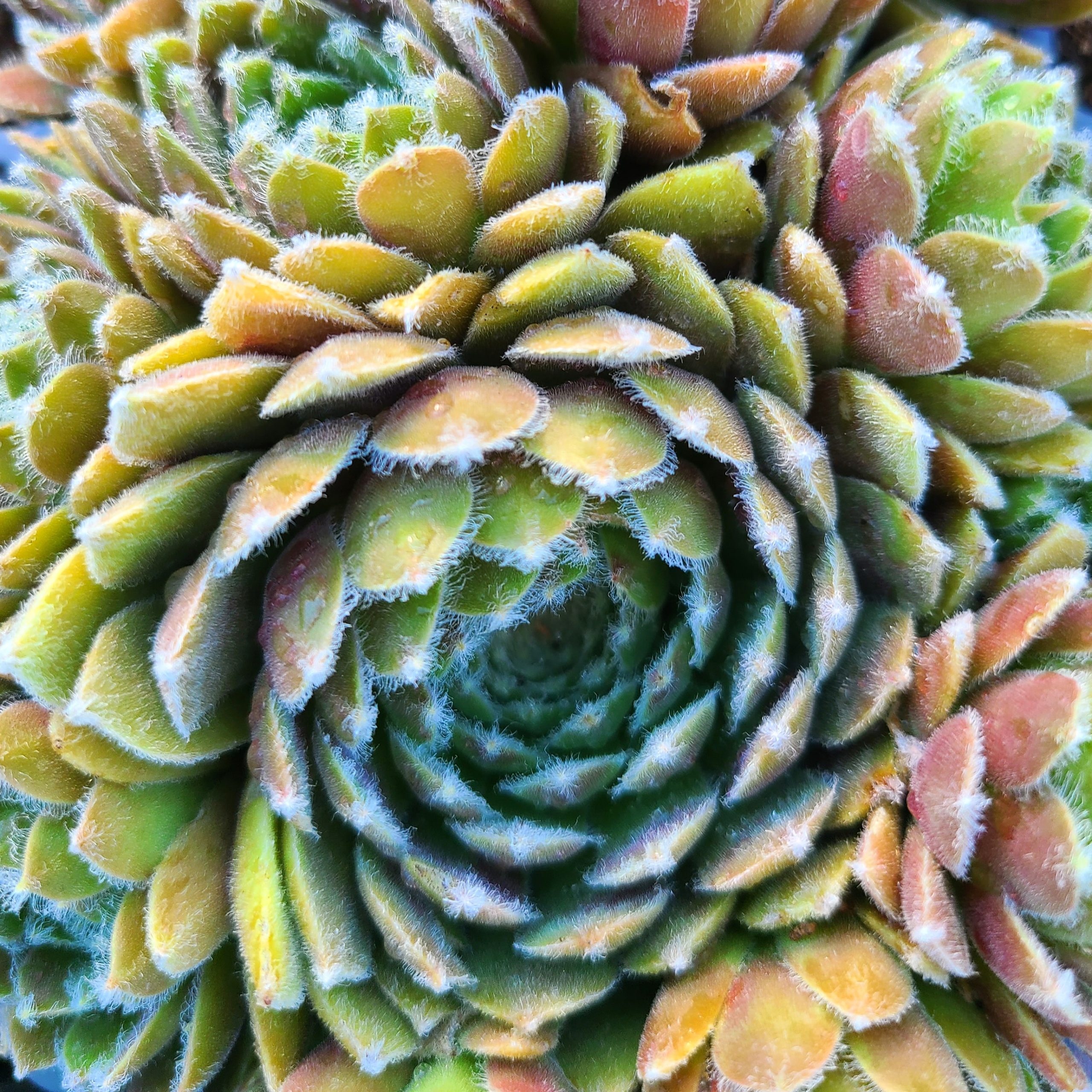 Sempervivum 'Viola' – Image 2
