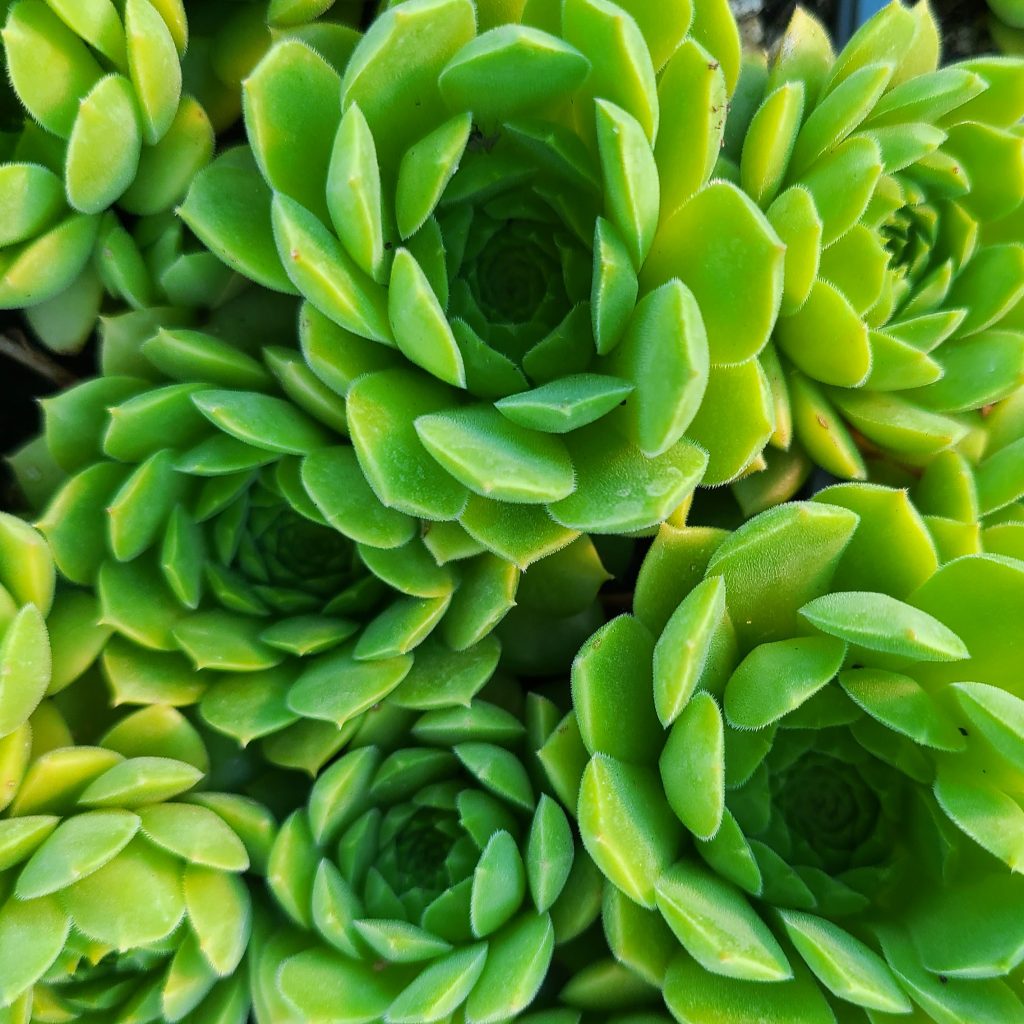 Sempervivum wulfenii